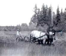 Haying with a team of horses at Meadow Springs Ranch about 1940