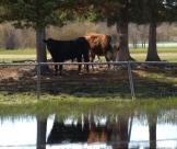 A couple of bulls rest in the bull pasture
