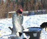 Chopping holes in the ice for the stock to drink