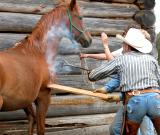 Branding a horse at Meadow Springs Ranch