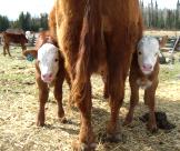 Twin calves Meadow Springs Ranch