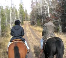 The old Cariboo gold rush trail wagon road