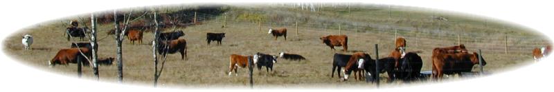Meadow Springs is a Working Ranch in BC's South Cariboo in Canada